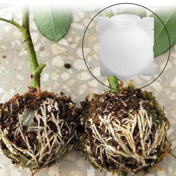 new 5pcs plant rooting ball grafting rooting growing box breeding case for garden new smd66
new 5pcs plant rooting ball grafting rooting growing box breeding case for garden new smd66