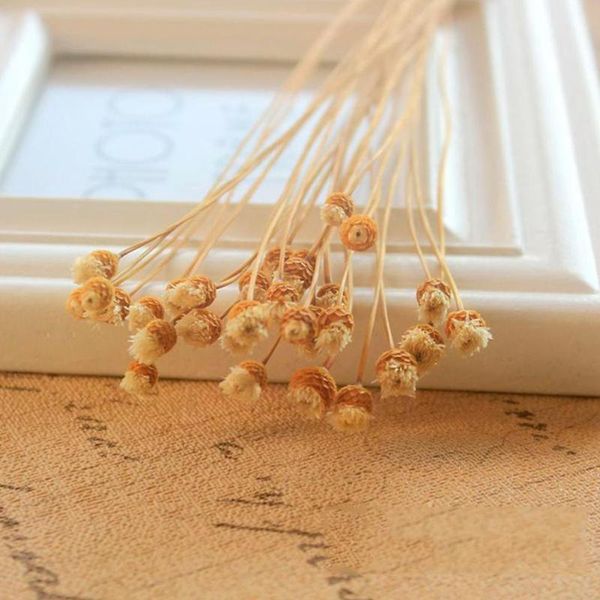 decorative flowers & wreaths 50 pcs/set real natural dried bouquet home diy shooting decoration preserved arrangement props flower i8y8
decorative flowers & wreaths 50 pcs/set real natural dried bouquet home diy shooting decoration preserved arrangement props flower i8y8