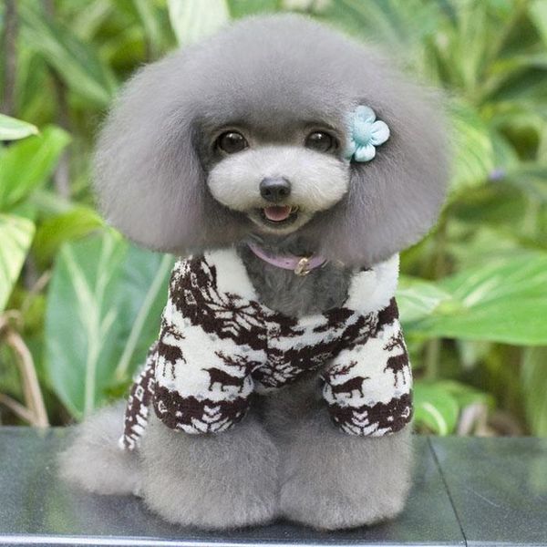 dog apparel transer sweatshirt stylish pet warm clothes puppy jumpsuit hoodie coat doggy dogs hoodies clothing for 2021p30
dog apparel transer sweatshirt stylish pet warm clothes puppy jumpsuit hoodie coat doggy dogs hoodies clothing for 2021p30