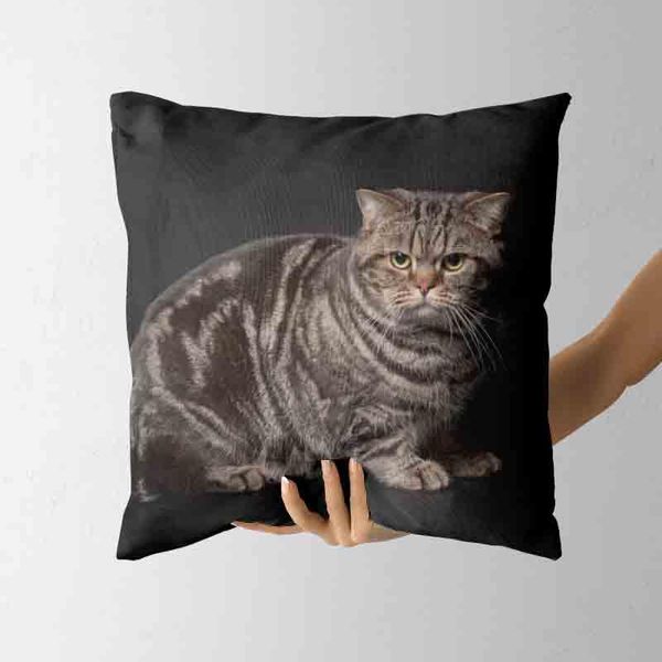 pillow case cat pillowcase cute hug home decoration design set cushion cover sofa bedroom car standard size
pillow case cat pillowcase cute hug home decoration design set cushion cover sofa bedroom car standard size