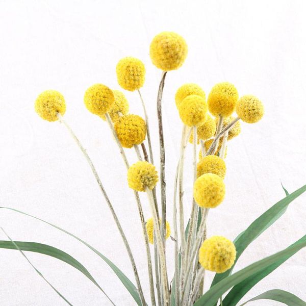 decorative flowers & wreaths 30pcs stems diy dried branch farmhouse home decor bouquet golden craspedia yellow billy balls pography prop
decorative flowers & wreaths 30pcs stems diy dried branch farmhouse home decor bouquet golden craspedia yellow billy balls pography prop