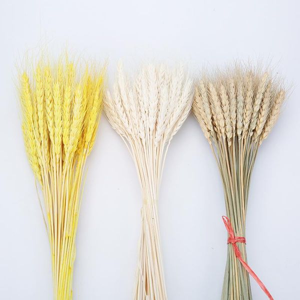 decorative flowers & wreaths 100pcs/lot real wheat ear flower natural dried for wedding home party decoration diy craft scrapbook decor bouq
decorative flowers & wreaths 100pcs/lot real wheat ear flower natural dried for wedding home party decoration diy craft scrapbook decor bouq
