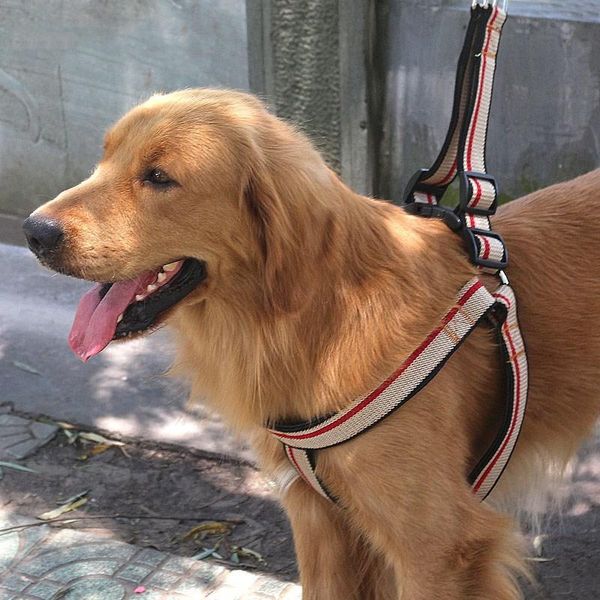 cotton belt dog leash rope traction chain chest back cover large and medium collar perro pet supplies striped the new listing
cotton belt dog leash rope traction chain chest back cover large and medium collar perro pet supplies striped the new listing
