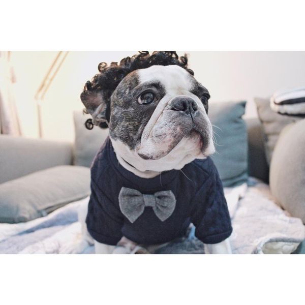 dog apparel spring autumn fashion sweater for small medium pet clothing soft bow accessory cats clothes
dog apparel spring autumn fashion sweater for small medium pet clothing soft bow accessory cats clothes