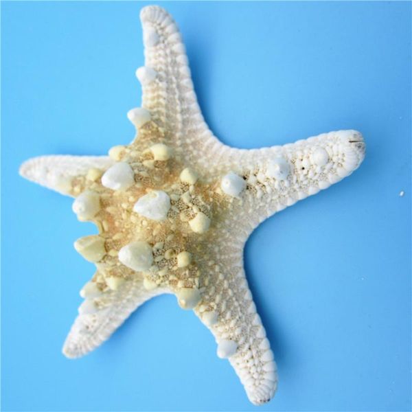 novelty items 5pcs/lots crafts white bread sea shell starfish, fashion home decorative handicrafts
novelty items 5pcs/lots crafts white bread sea shell starfish, fashion home decorative handicrafts