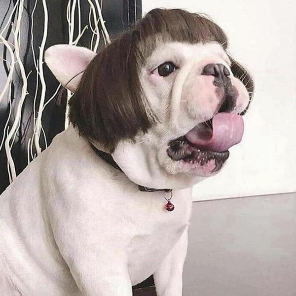 cat costumes funny costume hair wig cap dog for small wigs christmas pet halloween headdresses
cat costumes funny costume hair wig cap dog for small wigs christmas pet halloween headdresses