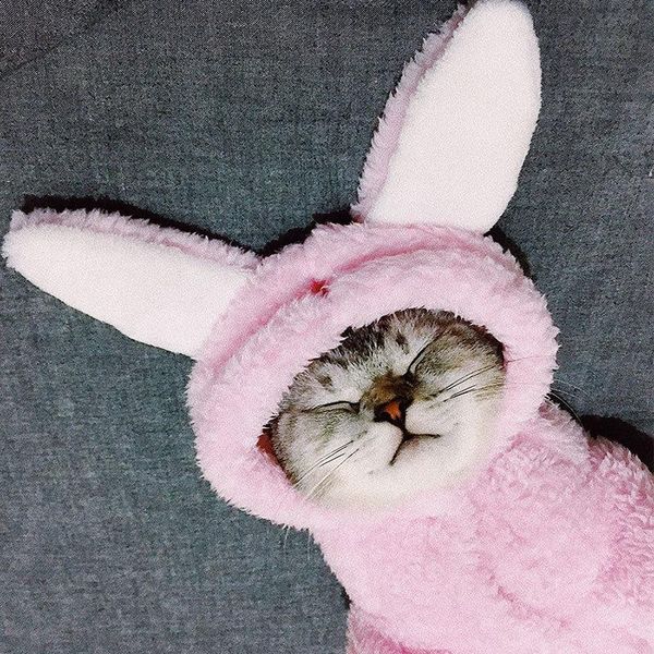 cat costumes keep warm clothes winter thick pet puppy kitten coat jacket small medium dogs cats chihuahua yorkshire clothing costume
cat costumes keep warm clothes winter thick pet puppy kitten coat jacket small medium dogs cats chihuahua yorkshire clothing costume