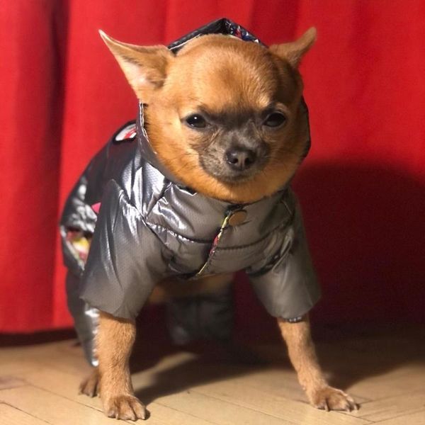 pet products winter dog clothing cotton coat jacket hoodie coat pet dog clothes for small dogs yorkies overalls for dogs
pet products winter dog clothing cotton coat jacket hoodie coat pet dog clothes for small dogs yorkies overalls for dogs