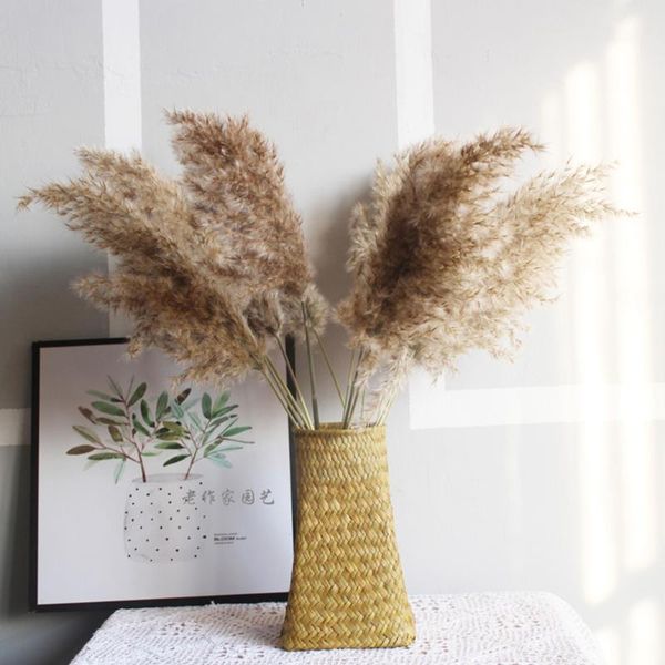 decorative flowers & wreaths dried light color wedding bunch natural pampas grass flower beautiful reed christmas home decoration phragmites
decorative flowers & wreaths dried light color wedding bunch natural pampas grass flower beautiful reed christmas home decoration phragmites