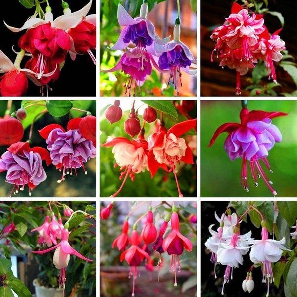 decorative flowers & wreaths fuchsia flower bonsai easy to plant see-ds for garden (not artificial flower)
decorative flowers & wreaths fuchsia flower bonsai easy to plant see-ds for garden (not artificial flower)