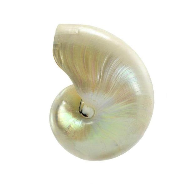 novelty items natural conch chambered silver fluorescent parrot seashell specimen aquarium figurines collections gift miniature coral dec d9
novelty items natural conch chambered silver fluorescent parrot seashell specimen aquarium figurines collections gift miniature coral dec d9