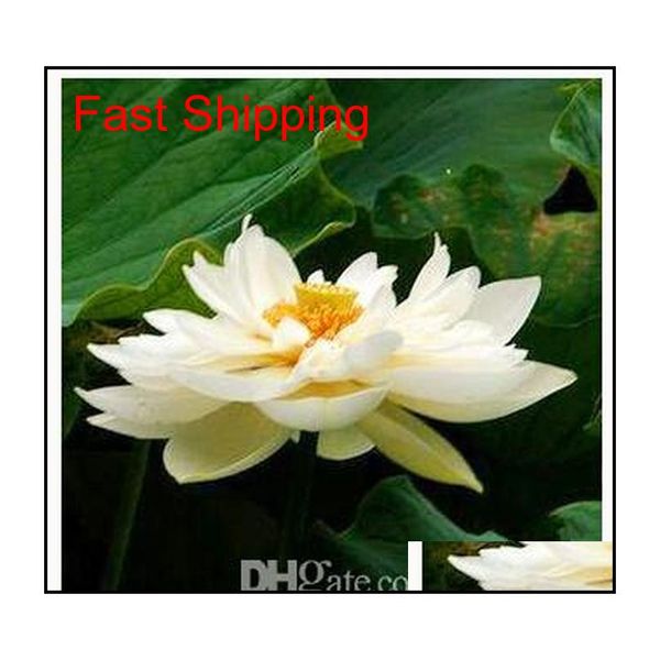 promotion 10 pcs water lily seeds colorful bonsai balcony flower bowl lotus perennial aquatic plant qylwar new_dhbest
promotion 10 pcs water lily seeds colorful bonsai balcony flower bowl lotus perennial aquatic plant qylwar new_dhbest