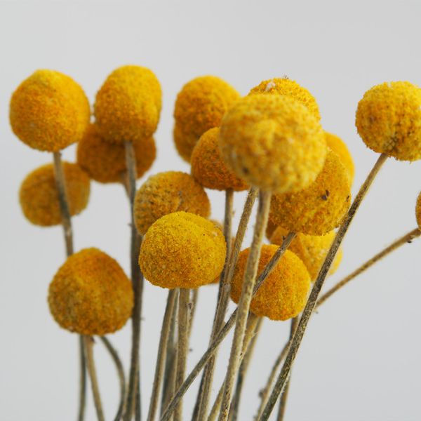 10pcs decorative preserved flowers ball craspedia forever gold orbs flower wedding home decor party aesthetic room decor
10pcs decorative preserved flowers ball craspedia forever gold orbs flower wedding home decor party aesthetic room decor