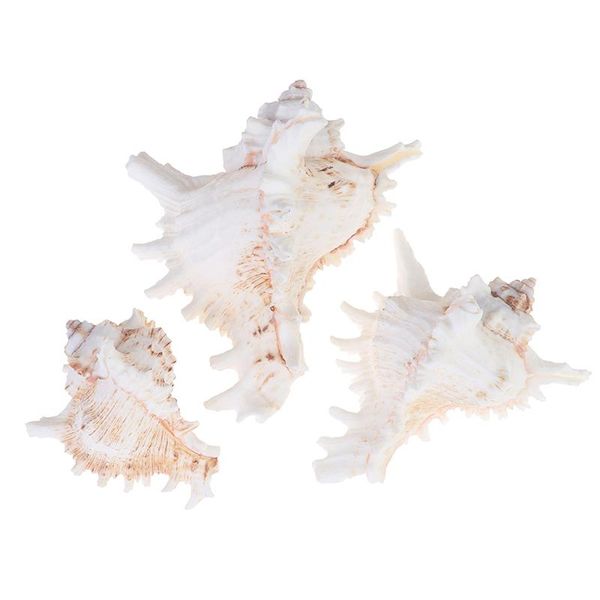 novelty items big conch shell furnishing marine decoration sea natural ornaments wedding festival party
novelty items big conch shell furnishing marine decoration sea natural ornaments wedding festival party