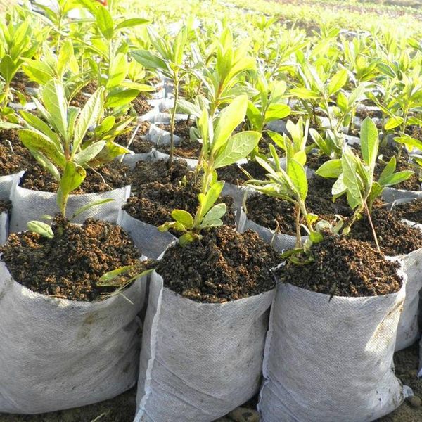 planters & pots 200pcs nursery bags environmental biodegradable non-woven plant grow seedling container 8*10cm
planters & pots 200pcs nursery bags environmental biodegradable non-woven plant grow seedling container 8*10cm