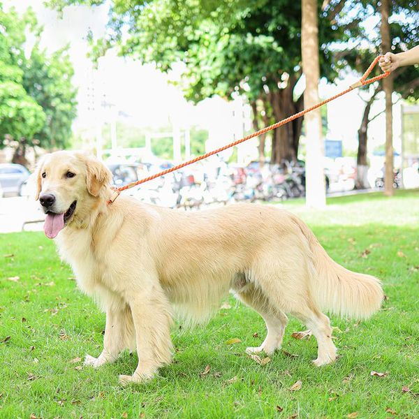 ins wind multicolor pet training explosion-proof okinawa rope soft small fresh durable and comfortable collar traction rope
ins wind multicolor pet training explosion-proof okinawa rope soft small fresh durable and comfortable collar traction rope