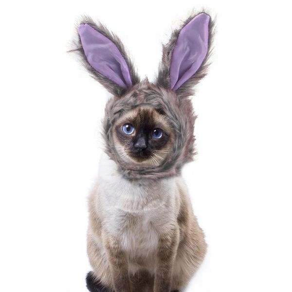 cat costumes 2021 grey ears pet hair accessories hat teddy dress up funny headdress headgear products fleece plush party faux fur
cat costumes 2021 grey ears pet hair accessories hat teddy dress up funny headdress headgear products fleece plush party faux fur
