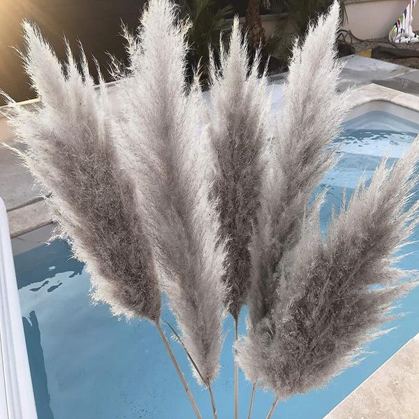6pcs/15pcs natural dried small pampas grass phragmites artificial plants wedding dried flower bunch for home decor fake flowers
6pcs/15pcs natural dried small pampas grass phragmites artificial plants wedding dried flower bunch for home decor fake flowers