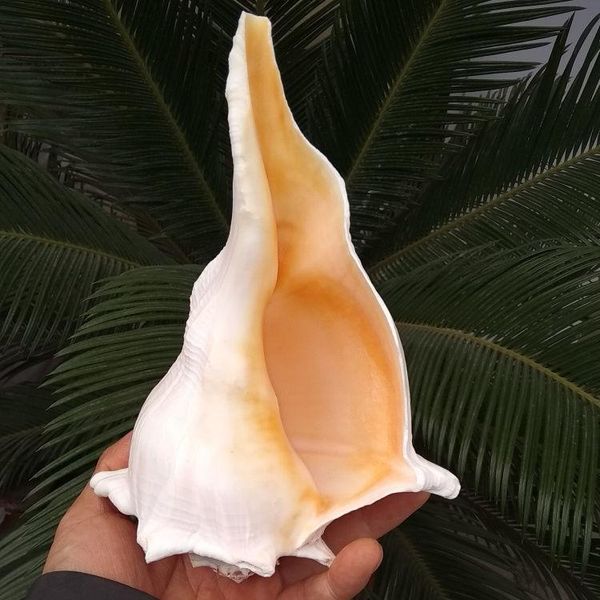 novelty items natural shell left-handed conch fragrant guanyin buddhist right-handed for dharma tools transfer
novelty items natural shell left-handed conch fragrant guanyin buddhist right-handed for dharma tools transfer