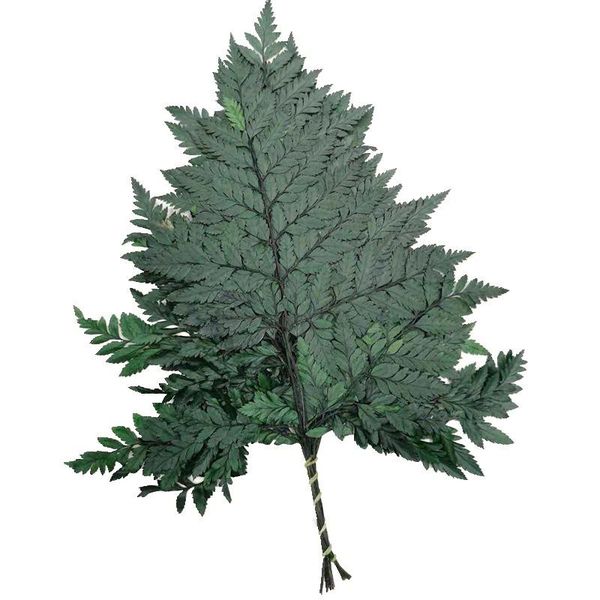 decorative flowers & wreaths 10pcs/lot dry natural fresh preserved plant fiddlehead ferns,eternal dried arachniodes leaves,home decor,weddin
decorative flowers & wreaths 10pcs/lot dry natural fresh preserved plant fiddlehead ferns,eternal dried arachniodes leaves,home decor,weddin