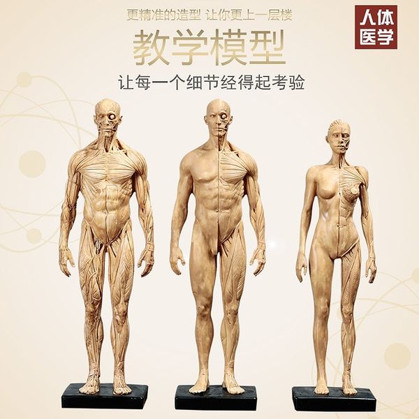 human muscle bone painting cg reference plate anatomy art copying sculpture simulation human model
human muscle bone painting cg reference plate anatomy art copying sculpture simulation human model
