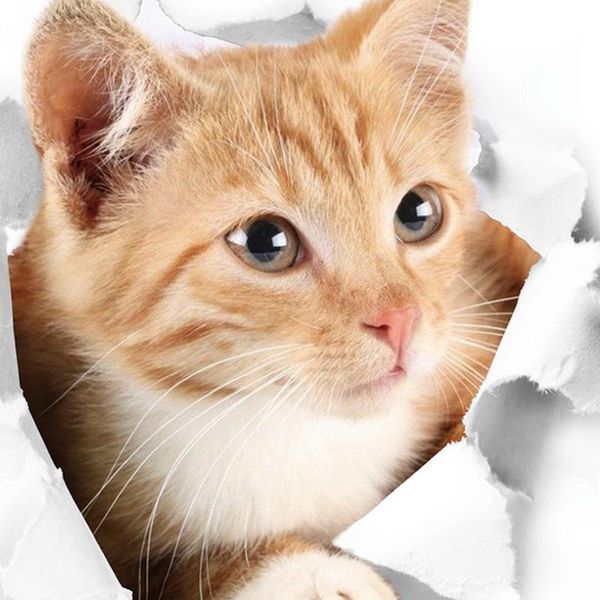 wall stickers 3d cute kitten closestool sticker kids bedroom deocration cat cartoon fridge
wall stickers 3d cute kitten closestool sticker kids bedroom deocration cat cartoon fridge