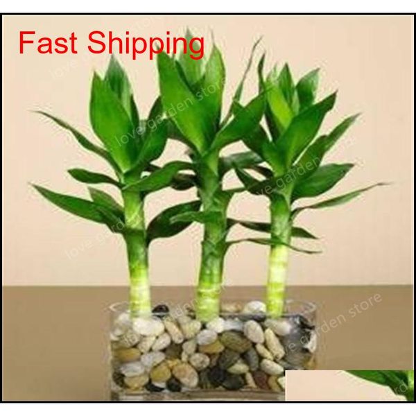 30pcs of lucky bamboo plants bonsai good luck plants vitality tenacious balcony living room ho jllnop xhlight
30pcs of lucky bamboo plants bonsai good luck plants vitality tenacious balcony living room ho jllnop xhlight