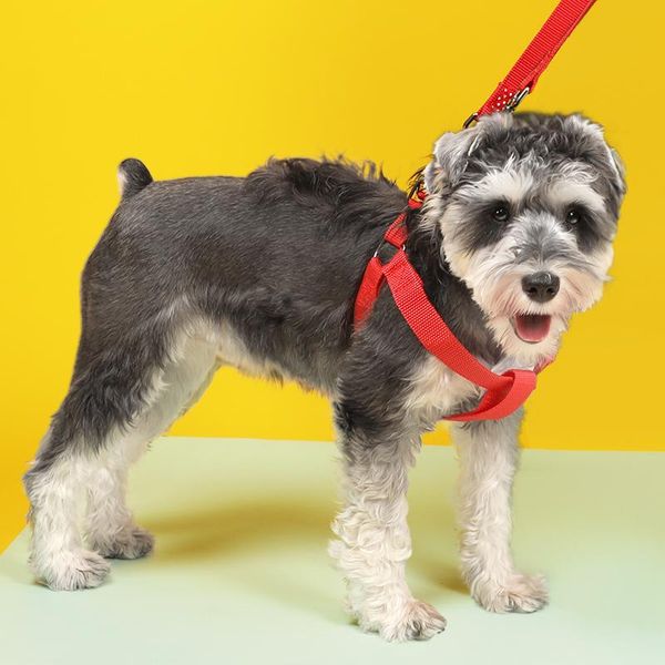 pet dog chest back tow rope two-piece set durable dog harness and leash set breathable adjustable soft
pet dog chest back tow rope two-piece set durable dog harness and leash set breathable adjustable soft