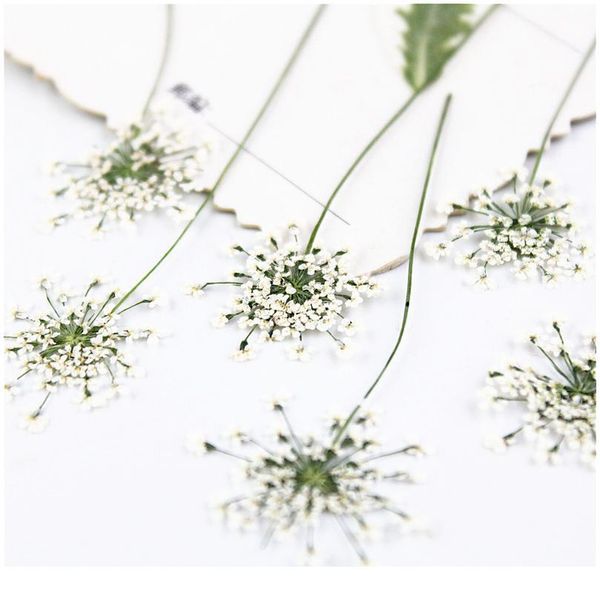 100pcs,pressed white lace flowers with stem,nature real flower for diy wedding invitation art bookmark gift card,scented qyllqe
100pcs,pressed white lace flowers with stem,nature real flower for diy wedding invitation art bookmark gift card,scented qyllqe