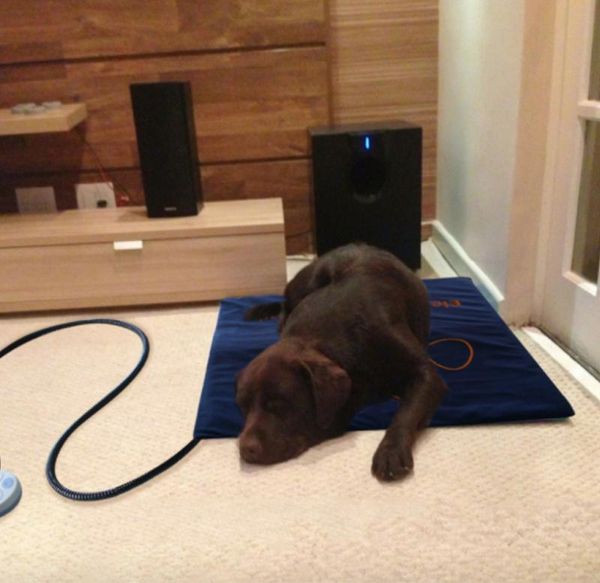 kennels & pens pet electric heating pad mat cushion waterproof puppy dog cat heated winter warmer anti-scratch sleeping
kennels & pens pet electric heating pad mat cushion waterproof puppy dog cat heated winter warmer anti-scratch sleeping
