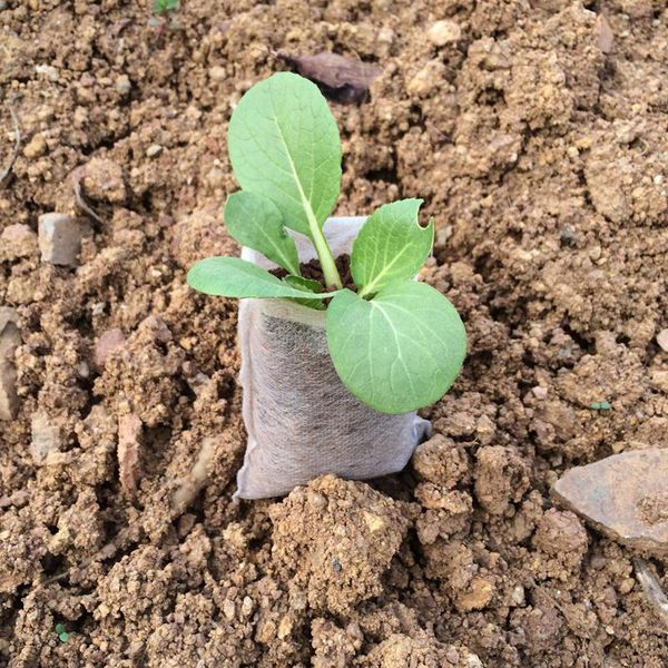 biodegradable non-woven nursery bags plant grow bags fabric seedling pots eco-friendly aeration planting
biodegradable non-woven nursery bags plant grow bags fabric seedling pots eco-friendly aeration planting
