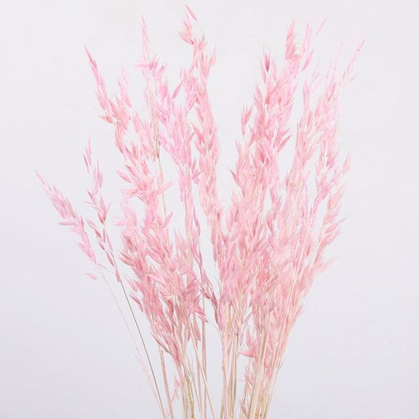 50 pcs valentine's day pgraphy prop eco friendly wedding non toxic gift decoration natural dried flower garden party diy
50 pcs valentine's day pgraphy prop eco friendly wedding non toxic gift decoration natural dried flower garden party diy