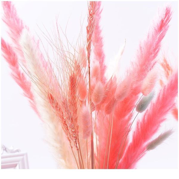 7pcs bulrush natural dried flowers small pampas grass phragmites diy artificial flowers plants for decor home wedding de qylakt
7pcs bulrush natural dried flowers small pampas grass phragmites diy artificial flowers plants for decor home wedding de qylakt