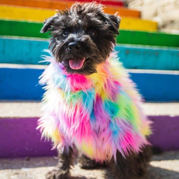 dog apparel pet sweater clothing furry colorful fashion holiday party clothes windproof jacket for cat
dog apparel pet sweater clothing furry colorful fashion holiday party clothes windproof jacket for cat