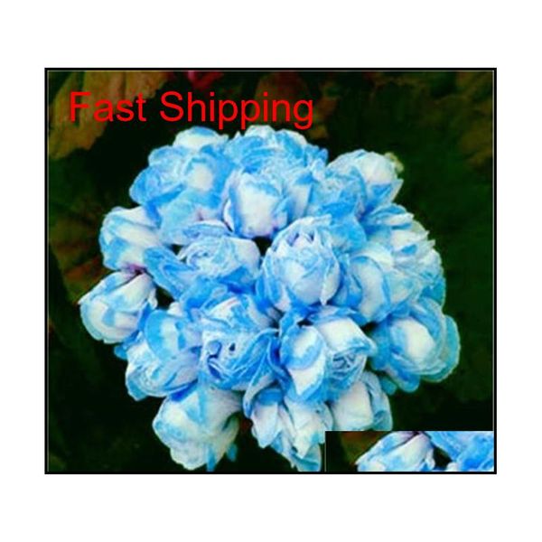 100 pcs/bag multiple colour geranium seeds perennial climbing flower pelargonium indoor beauty flowe qyloft homes2007
100 pcs/bag multiple colour geranium seeds perennial climbing flower pelargonium indoor beauty flowe qyloft homes2007