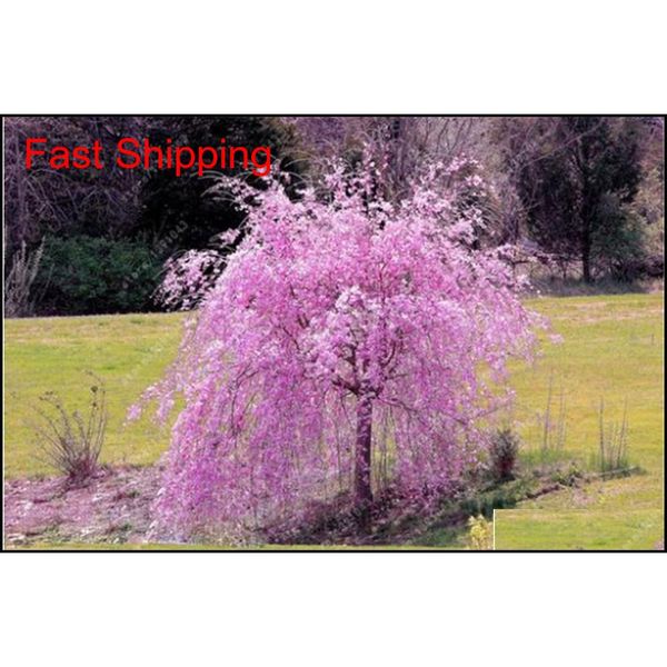 10 pcs mixed japanese bonsai sakura tree seeds weeping cherry tree diy home garden dwarf sakura qylroz bdenet
10 pcs mixed japanese bonsai sakura tree seeds weeping cherry tree diy home garden dwarf sakura qylroz bdenet