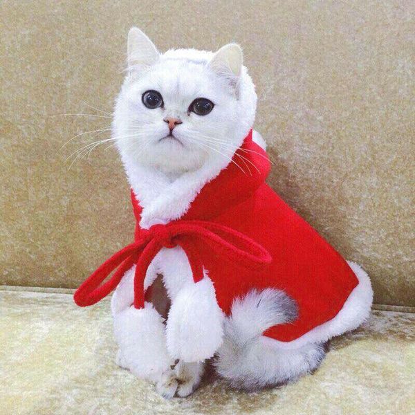 cat costumes christmas puppy dog clothes santa coat pet cloak cape apparel fashion festival costume outfit xmas lovely
cat costumes christmas puppy dog clothes santa coat pet cloak cape apparel fashion festival costume outfit xmas lovely