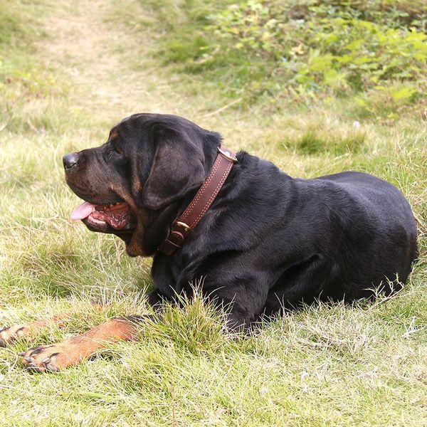 dog collar for small medium large dogs adjustable soft comfortable leather pet with duty metal buckle retriever collars & leashes
dog collar for small medium large dogs adjustable soft comfortable leather pet with duty metal buckle retriever collars & leashes