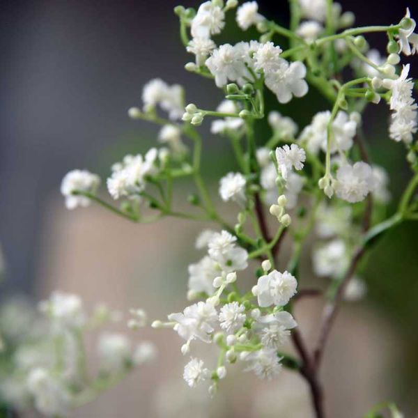 decorative flowers & wreaths simulation stone flower fake branch for diy home living room arrangement ornament decoration
decorative flowers & wreaths simulation stone flower fake branch for diy home living room arrangement ornament decoration