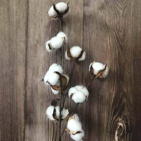cotton heads/2pcs,real dried with craft wire branches,artificial plants floral branch for wedding party home decor decorative flowers & wrea
cotton heads/2pcs,real dried with craft wire branches,artificial plants floral branch for wedding party home decor decorative flowers & wrea