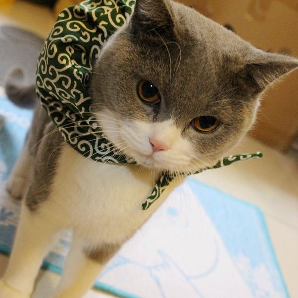 cat costumes master wants to run away japanese style pet collar american shorthair garfield adorable pillow scarf small bundle
cat costumes master wants to run away japanese style pet collar american shorthair garfield adorable pillow scarf small bundle