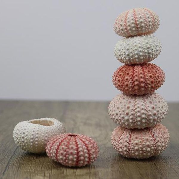 novelty items 2pcs natural sea urchin shell conch tillandsia potted plant home decoration
novelty items 2pcs natural sea urchin shell conch tillandsia potted plant home decoration