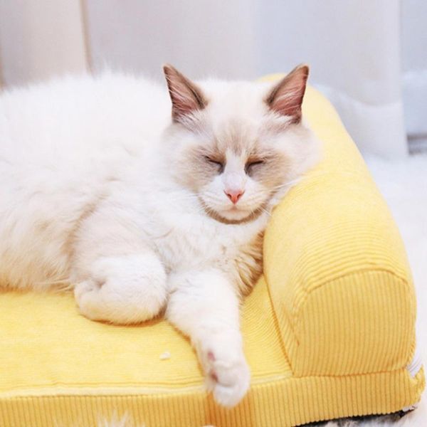 kennels & pens cat cushion removable and washable bed dog with pillow sofa suitable for small medium cage products
kennels & pens cat cushion removable and washable bed dog with pillow sofa suitable for small medium cage products
