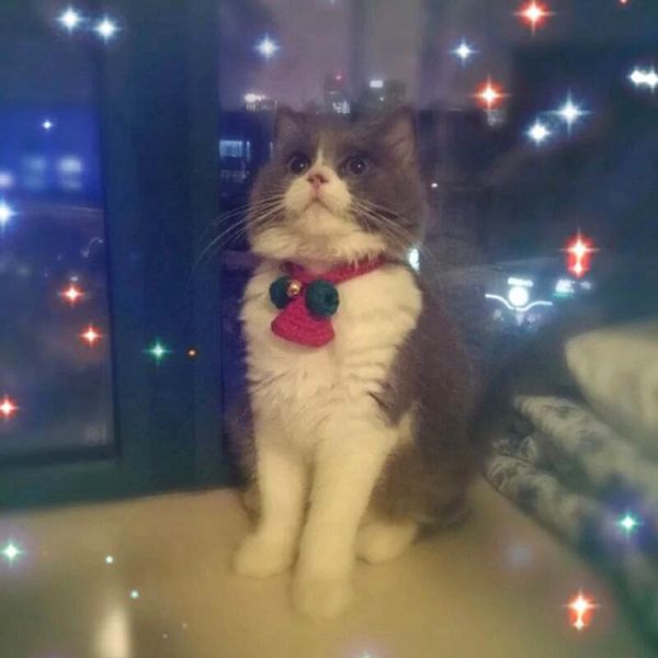 pet christmas beauty accessories red and green wool knitted collar with dog bell decorative n06 collars & leashes
pet christmas beauty accessories red and green wool knitted collar with dog bell decorative n06 collars & leashes