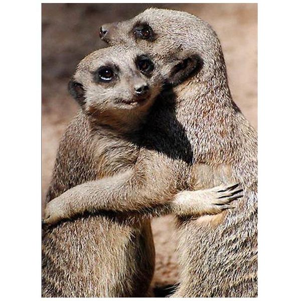diamond painting 5d diy embroidery baby meerkats hugging cross stitch full squareround rhinestones animalszp-443
diamond painting 5d diy embroidery baby meerkats hugging cross stitch full squareround rhinestones animalszp-443