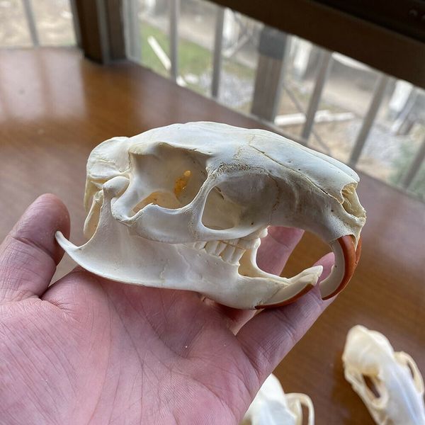 9pcs real animal skull specimen home furnishings cats, dogs, foxes, raccoons, beavers, muskrats, minks, rabbits
9pcs real animal skull specimen home furnishings cats, dogs, foxes, raccoons, beavers, muskrats, minks, rabbits