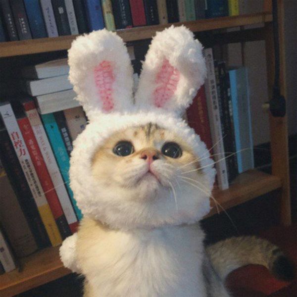 cat costumes cute warm costume cosplay cap christmas ears hat halloween xmas pet fancy dress small dog po prop clothes headwear
cat costumes cute warm costume cosplay cap christmas ears hat halloween xmas pet fancy dress small dog po prop clothes headwear