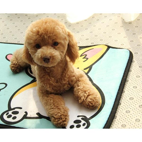 kennels & pens washable dog pet diaper mat urine absorbent environment protect waterproof reusable training pad
kennels & pens washable dog pet diaper mat urine absorbent environment protect waterproof reusable training pad