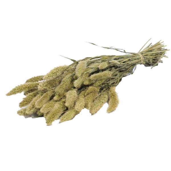 decorative flowers & wreaths 30pcs natural dried setaria tail grass bouquet party artificial flower decorations color dog's bunch
decorative flowers & wreaths 30pcs natural dried setaria tail grass bouquet party artificial flower decorations color dog's bunch