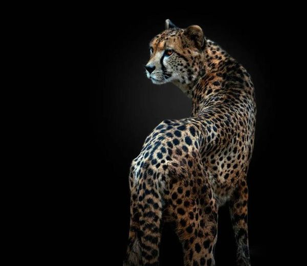 paintings diy oil pictures by numbers with animal leopard paint drawing painting framed home
paintings diy oil pictures by numbers with animal leopard paint drawing painting framed home